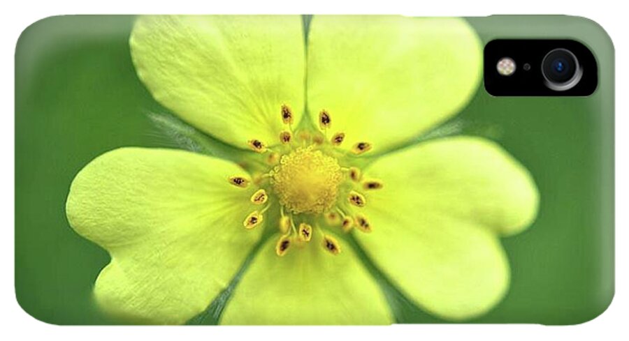 Yellow Wildflower - Phone Case
