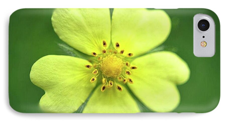 Yellow Wildflower - Phone Case