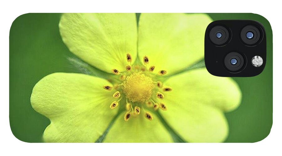 Yellow Wildflower - Phone Case