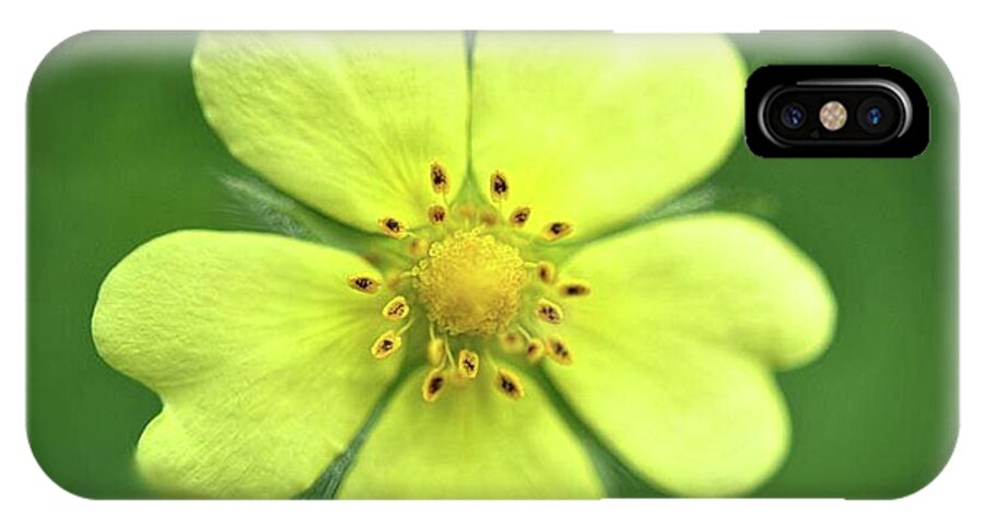 Yellow Wildflower - Phone Case