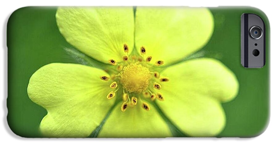 Yellow Wildflower - Phone Case