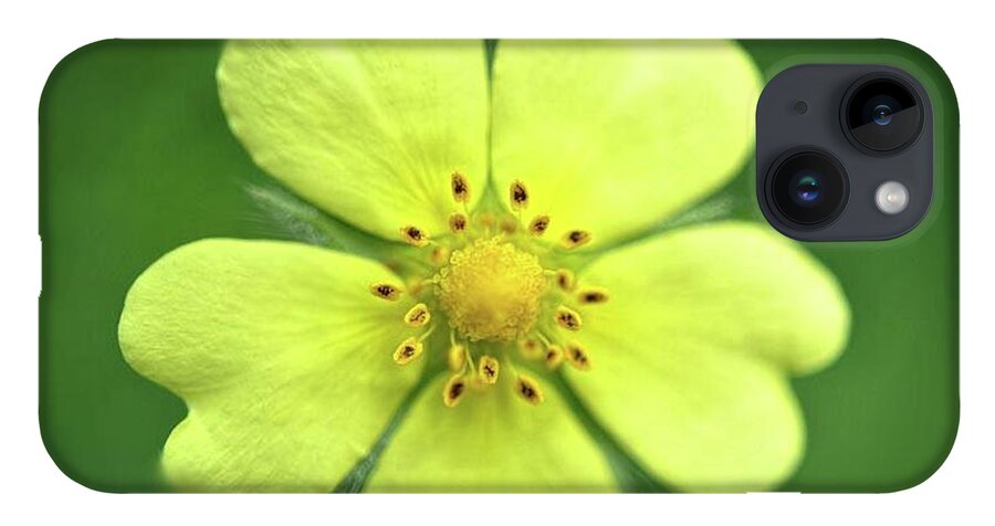 Yellow Wildflower - Phone Case