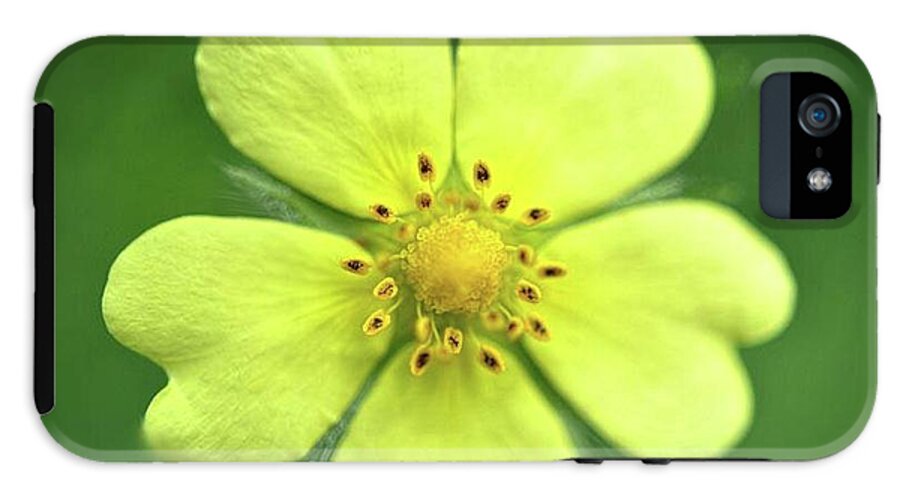 Yellow Wildflower - Phone Case