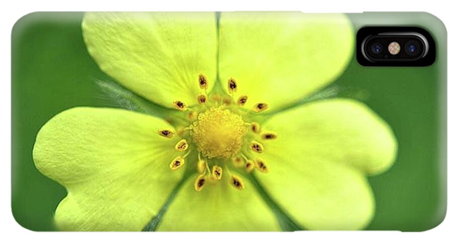 Yellow Wildflower - Phone Case