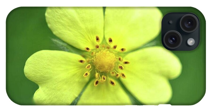 Yellow Wildflower - Phone Case