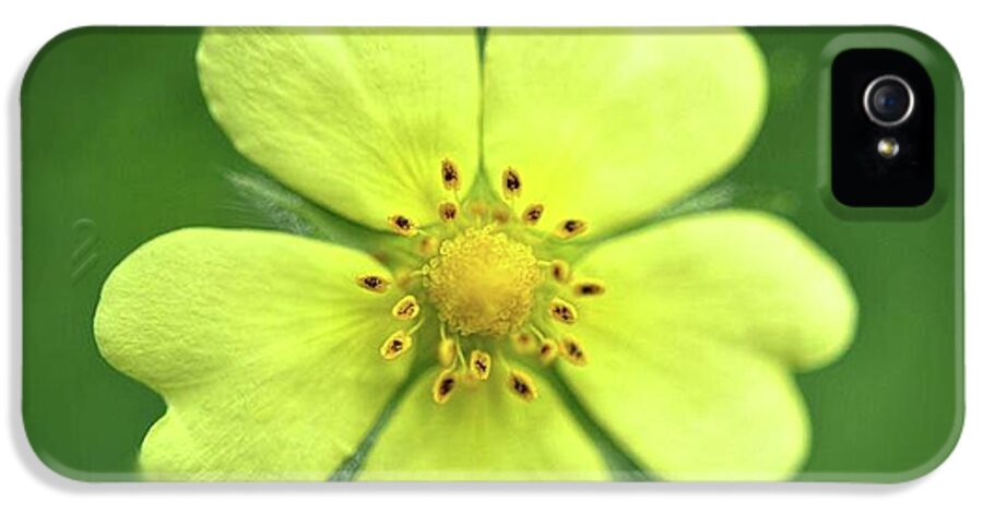 Yellow Wildflower - Phone Case