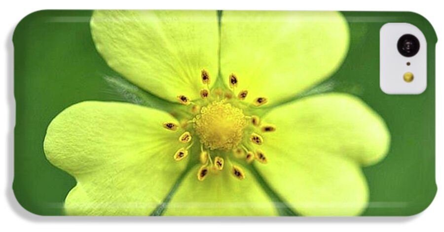 Yellow Wildflower - Phone Case