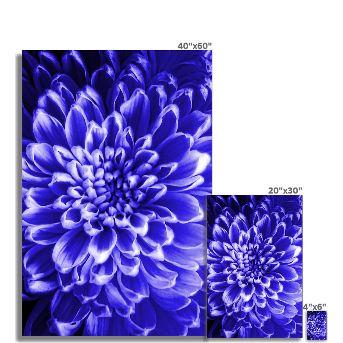 Blue Chrysanthemum Hahnemühle Photo Rag Print