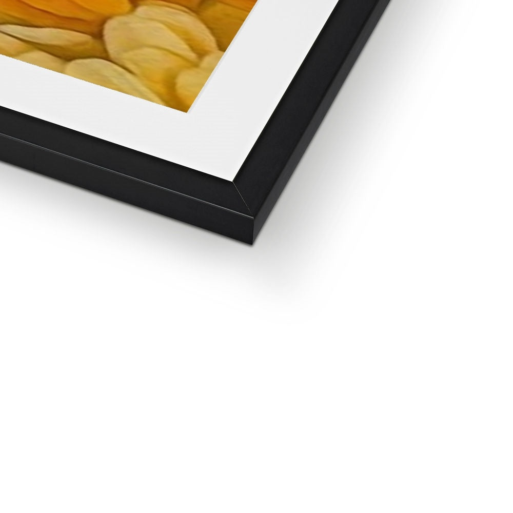 Yellow Zinnias Framed & Mounted Print