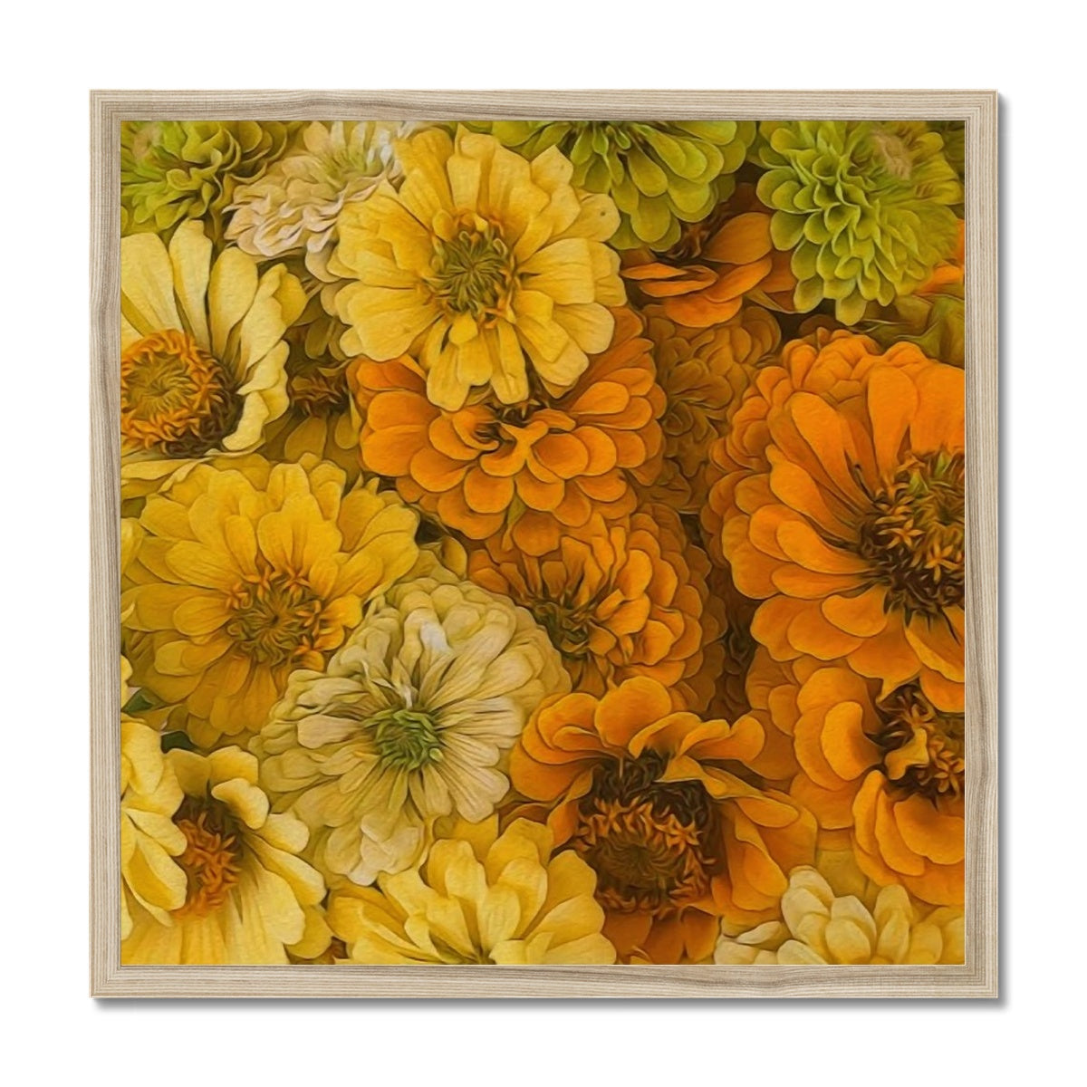 Yellow Zinnias Framed Print