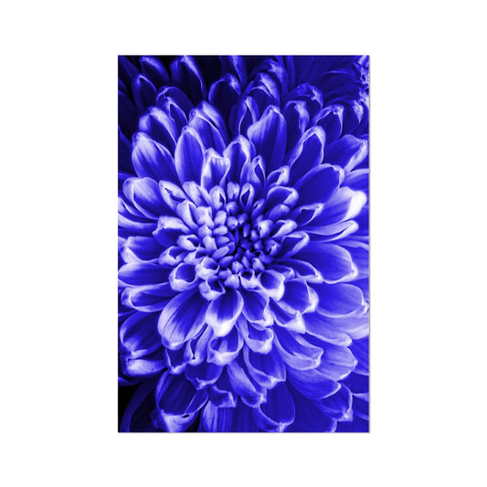 Blue Chrysanthemum Hahnemühle Photo Rag Print