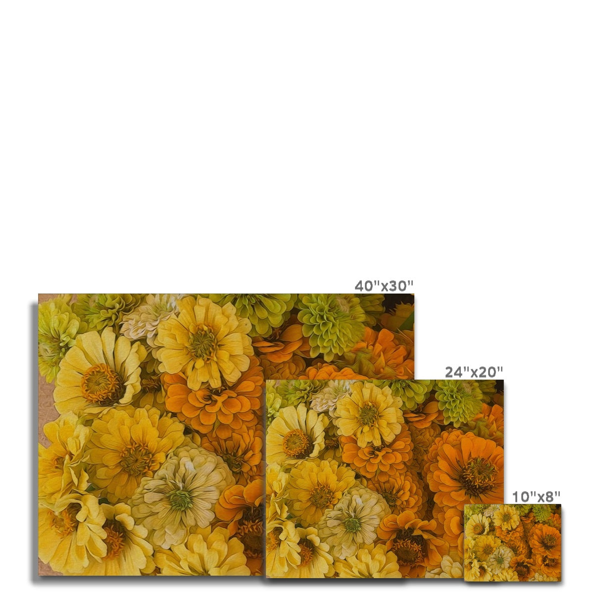 Yellow Zinnias Canvas