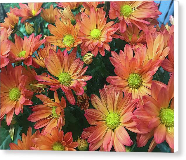 Cream and Pink Fall Flowers - Canvas Print