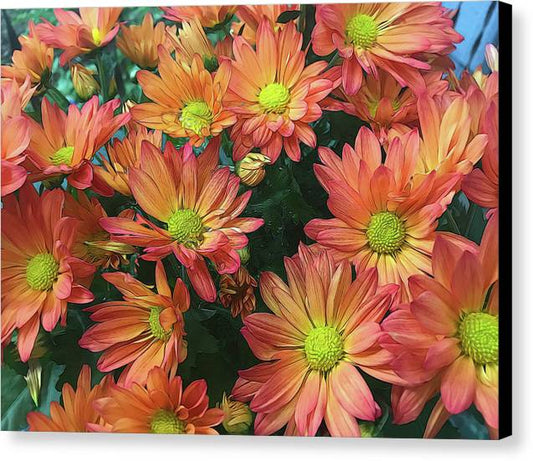 Cream and Pink Fall Flowers - Canvas Print