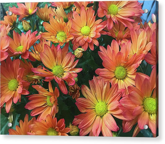 Cream and Pink Fall Flowers - Acrylic Print