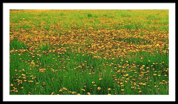 Dandelion Field - Framed Print