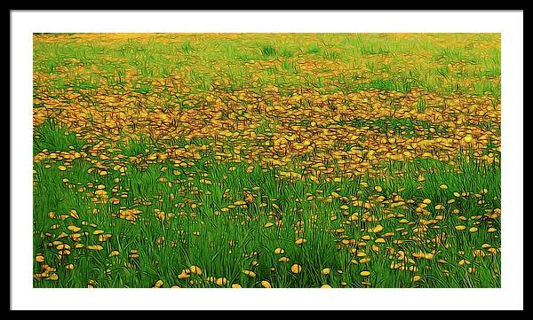 Dandelion Field - Framed Print