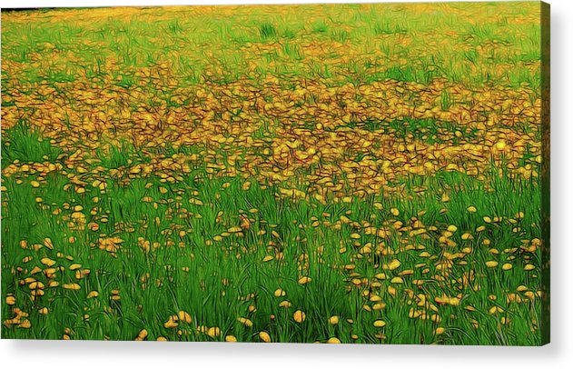 Dandelion Field - Acrylic Print