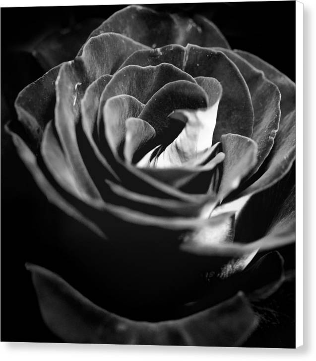 Large Black and White Rose - Canvas Print