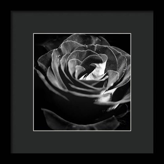 Large Black and White Rose - Framed Print