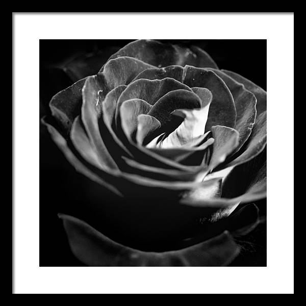 Large Black and White Rose - Framed Print