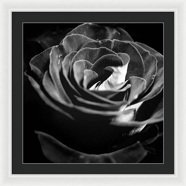 Large Black and White Rose - Framed Print