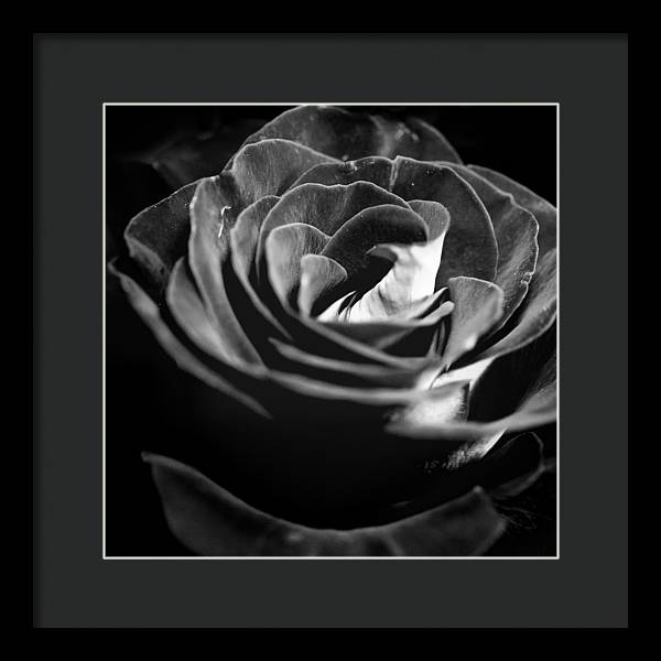Large Black and White Rose - Framed Print