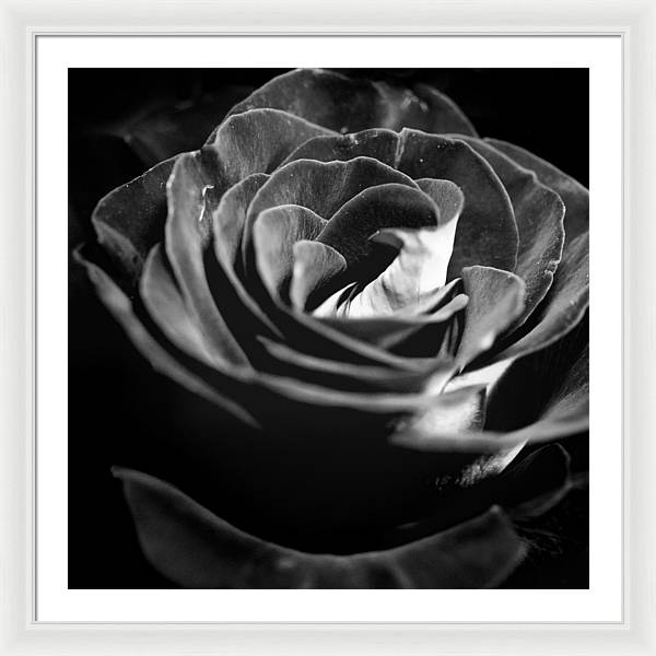 Large Black and White Rose - Framed Print