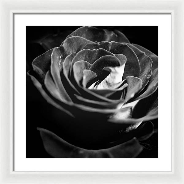 Large Black and White Rose - Framed Print