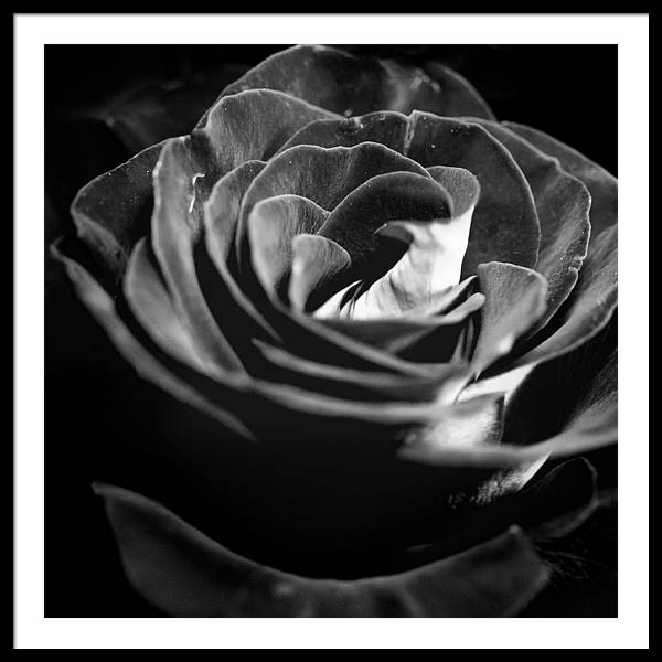 Large Black and White Rose - Framed Print