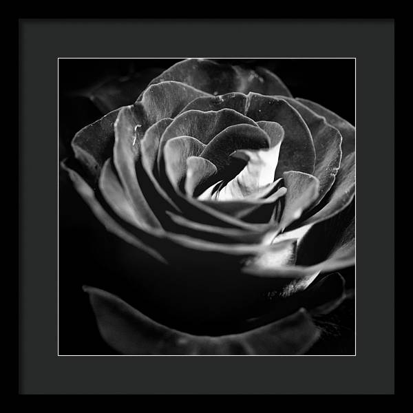 Large Black and White Rose - Framed Print