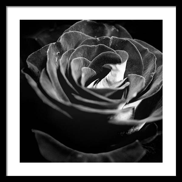 Large Black and White Rose - Framed Print