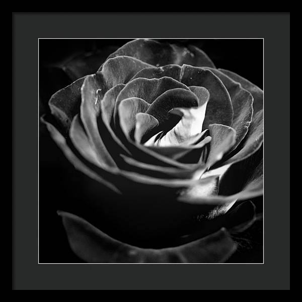 Large Black and White Rose - Framed Print