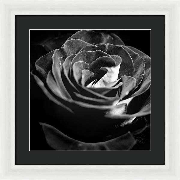 Large Black and White Rose - Framed Print