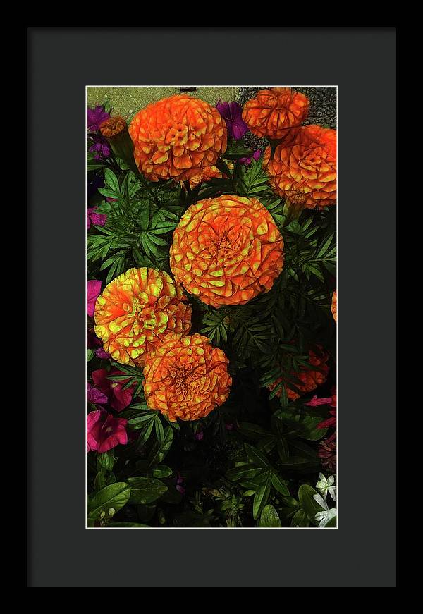 Large Marigolds - Framed Print