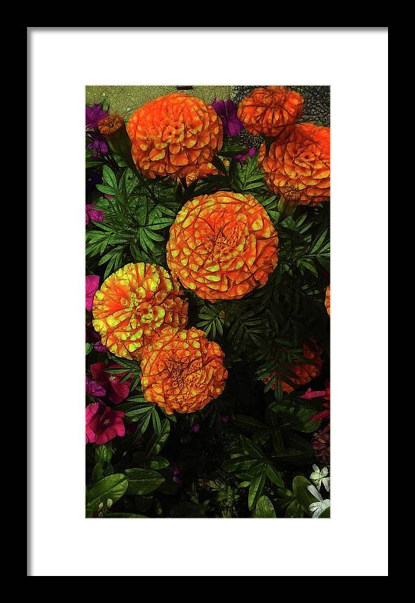 Large Marigolds - Framed Print