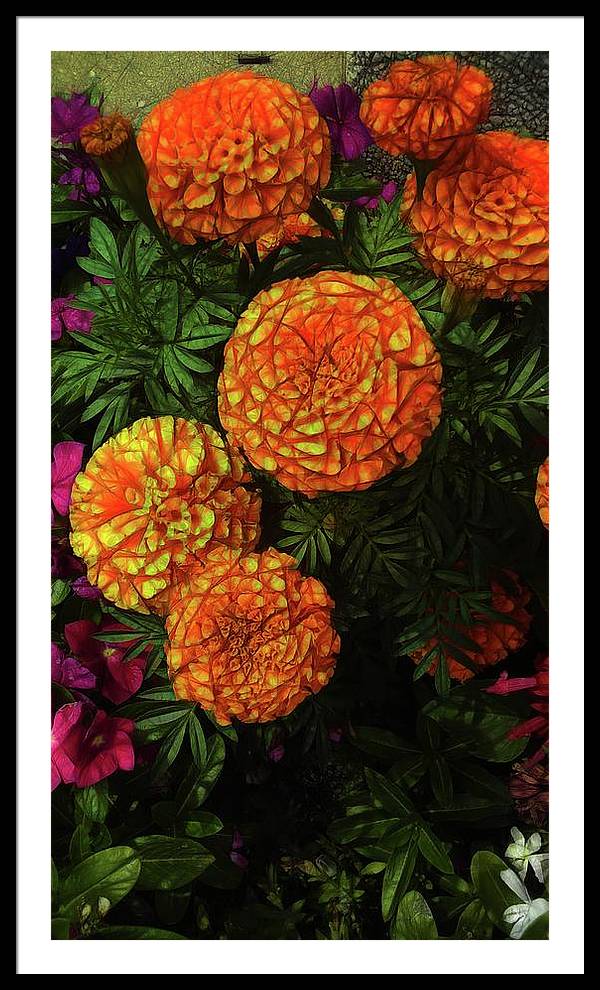 Large Marigolds - Framed Print
