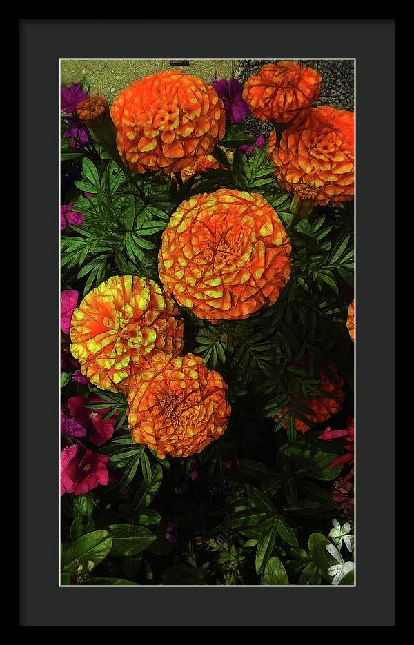 Large Marigolds - Framed Print