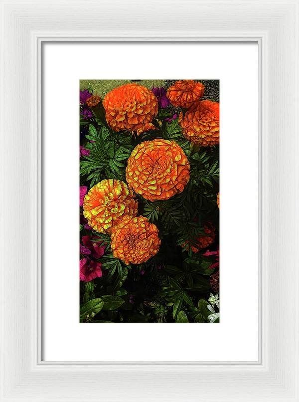 Large Marigolds - Framed Print