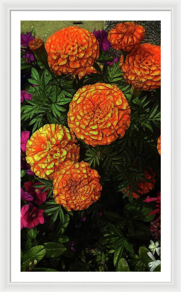 Large Marigolds - Framed Print
