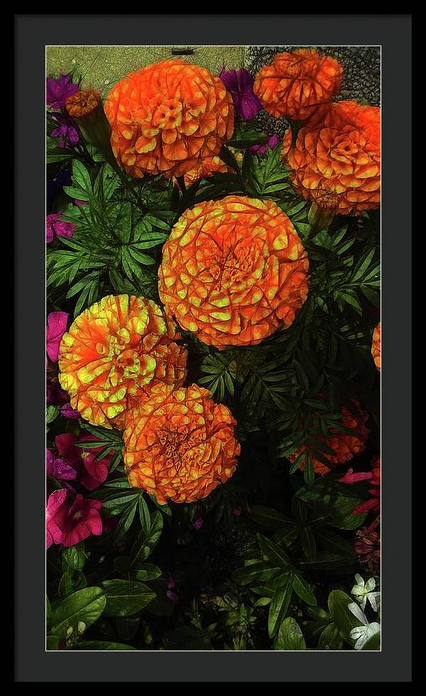 Large Marigolds - Framed Print