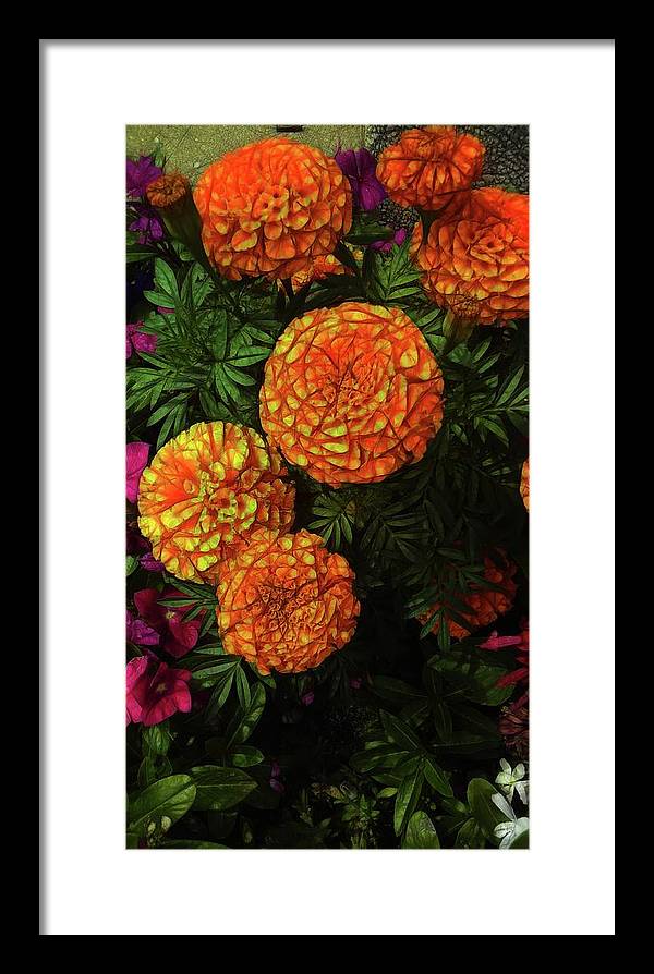 Large Marigolds - Framed Print