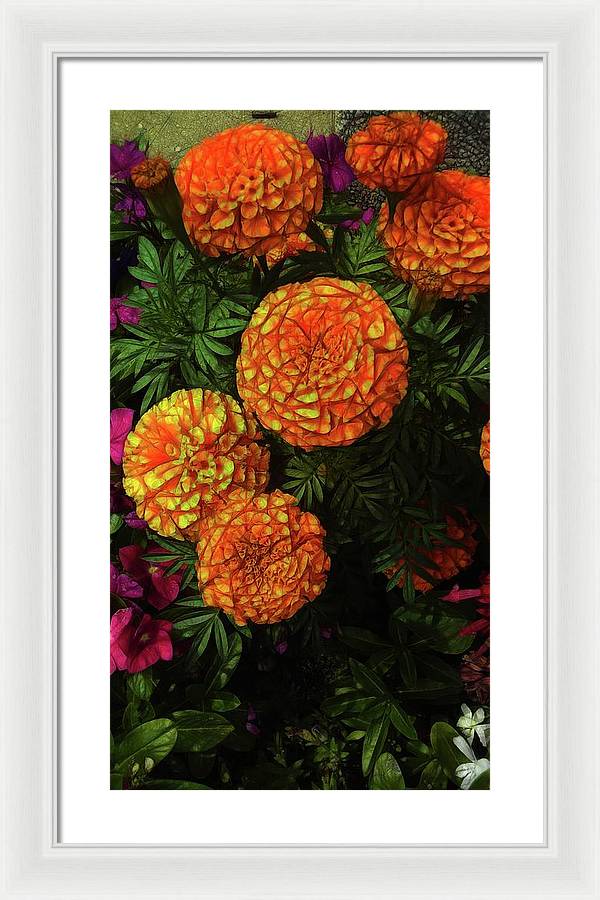 Large Marigolds - Framed Print