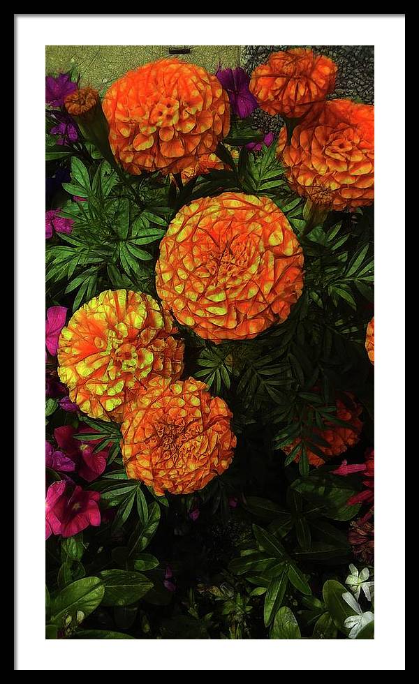 Large Marigolds - Framed Print