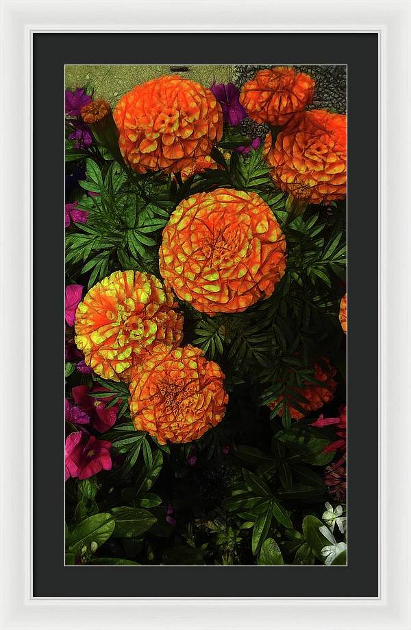 Large Marigolds - Framed Print