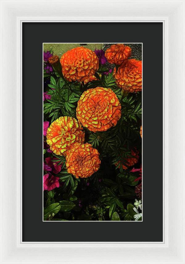 Large Marigolds - Framed Print