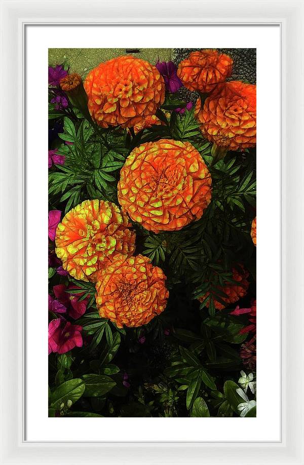 Large Marigolds - Framed Print