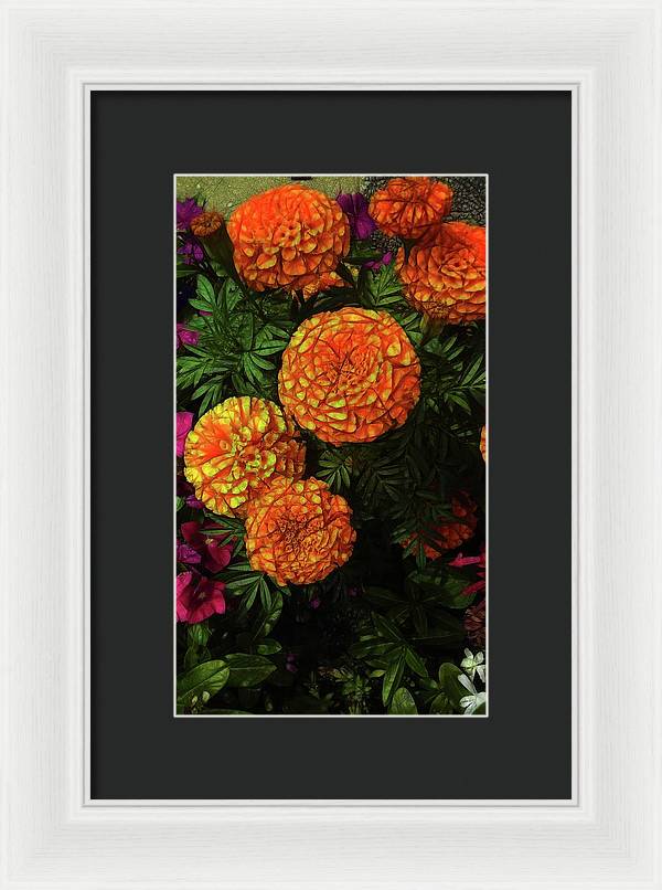 Large Marigolds - Framed Print