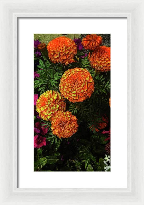 Large Marigolds - Framed Print
