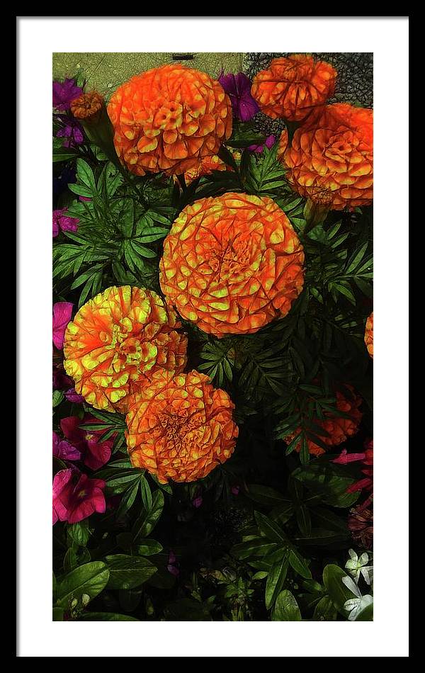 Large Marigolds - Framed Print